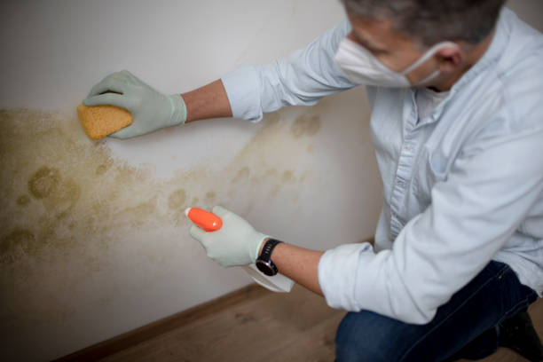 Best Crawl Space Mold Remediation in Jefferson, OH