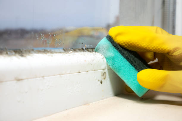 Best Preventive Mold Services in Jefferson, OH
