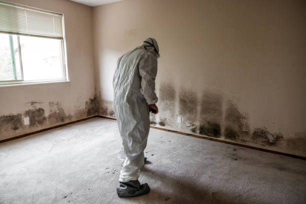 Best Localized Mold Remediation (e.g., coastal areas, humid climates) in Jefferson, OH